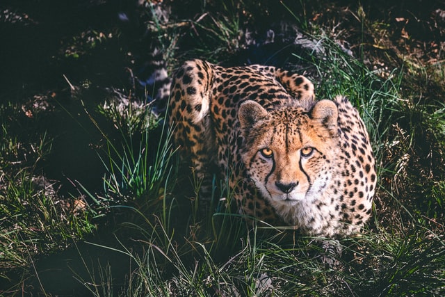 Cheetah crouched in grass
