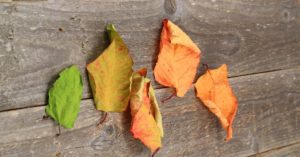 leading your team depicted by color of leaves